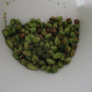 HopsfromJacque