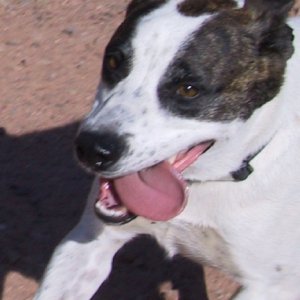 Ozzie