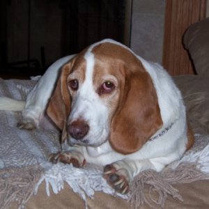 Louie