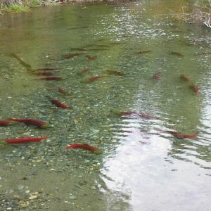 7346-salmon
