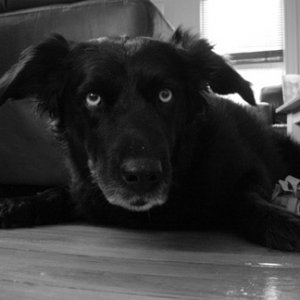 NalaDog