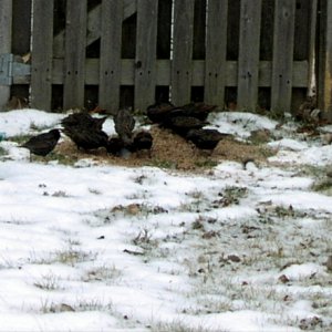 705-Picture002