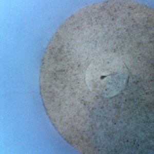 MashTunfilter