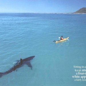 2086-shark