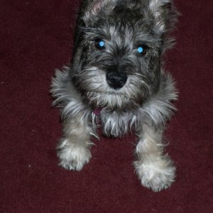 NewPup