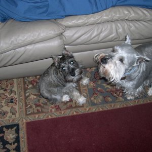 Thedogs