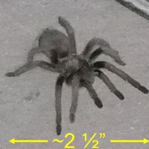 Unknownspider