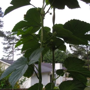 1332-hopflowers