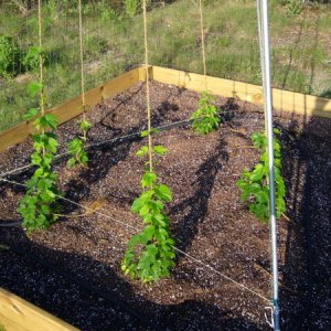 HopGarden