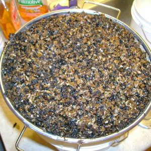 firstbrewday