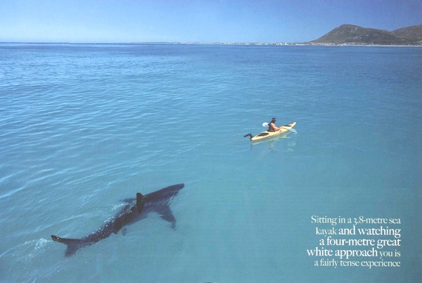 2086-shark.jpg
