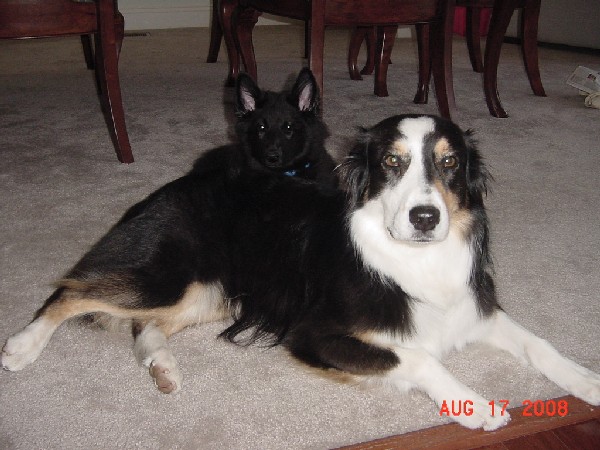 2_headed_dog.JPG