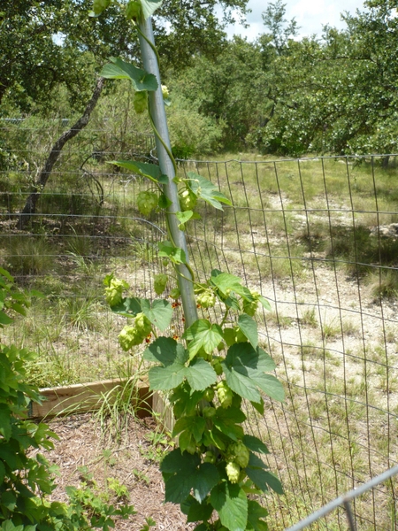 4569-Hops33c.jpg