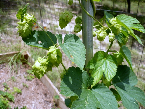 4569-Hops33d.jpg