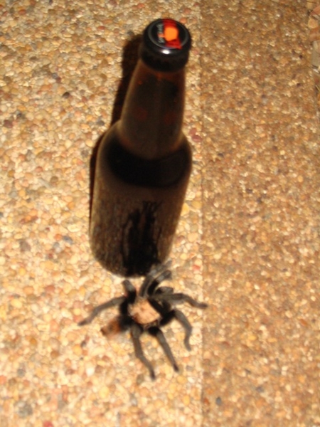 574-SpiderBeer.JPG