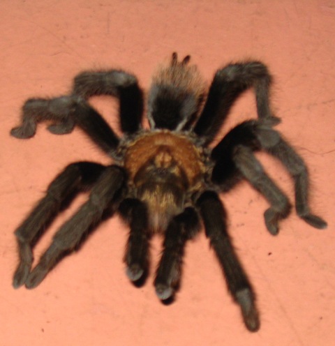 574-tarantula.JPG