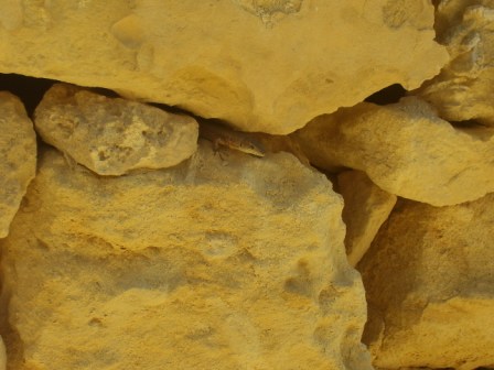 Malta_Lizard.JPG