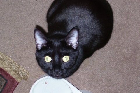 Sadie.jpg