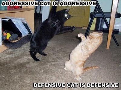 defensive_cat.jpg