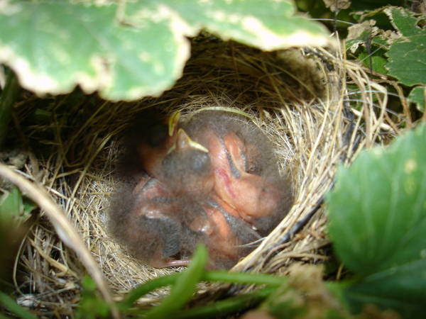 2008_Hop_Birds_002.jpg