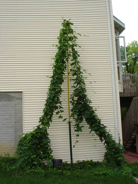 2009_Hops_-_June_0011.jpg