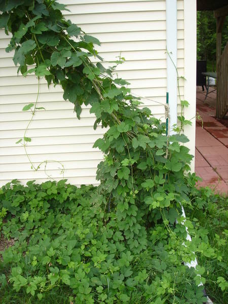 2009_Hops_-_June_004.jpg