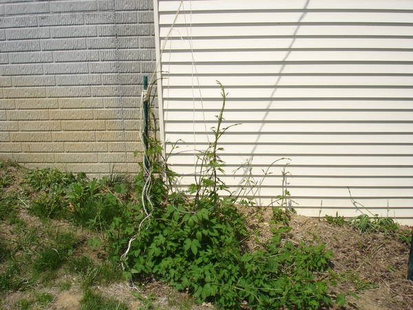 2009_hops_April_001.jpg