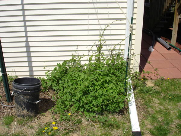 2009_hops_April_002.jpg