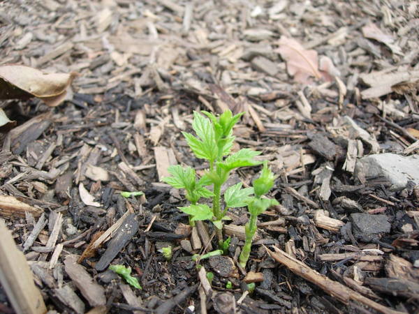 DSCN3186.JPG
