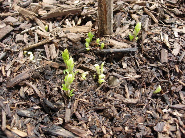 DSCN3188.JPG