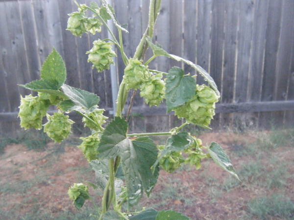 Garden52_800x6001.jpg