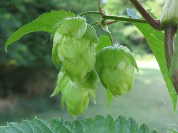 IMG_1524.JPG