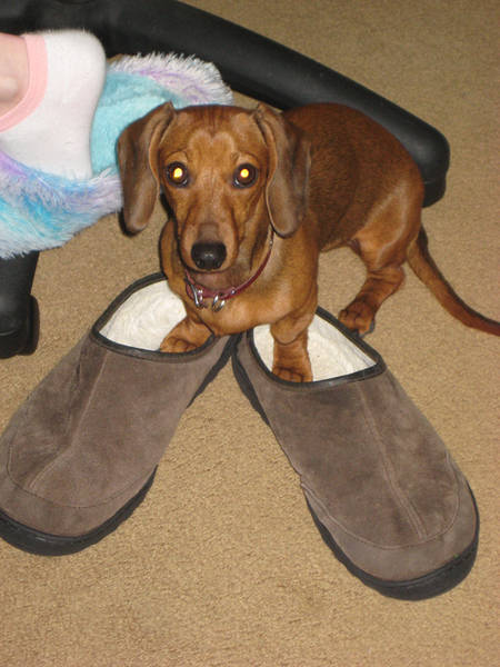 Schnitzel_in_slippers.jpg