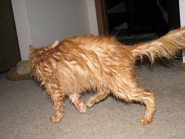 Sookie_Bathtime.jpg