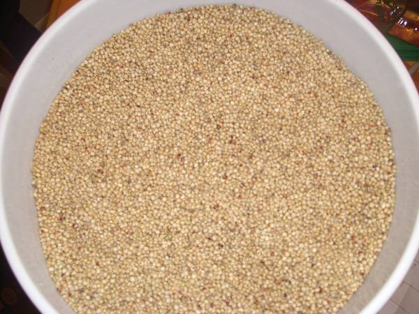 Sorghum_002.JPG