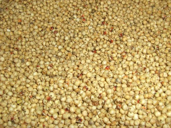 Sorghum_003.JPG