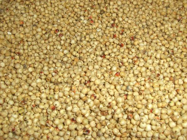 Sorghum_003.JPG