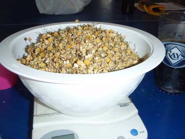 Weighing_Chamomile_5_oz_.JPG