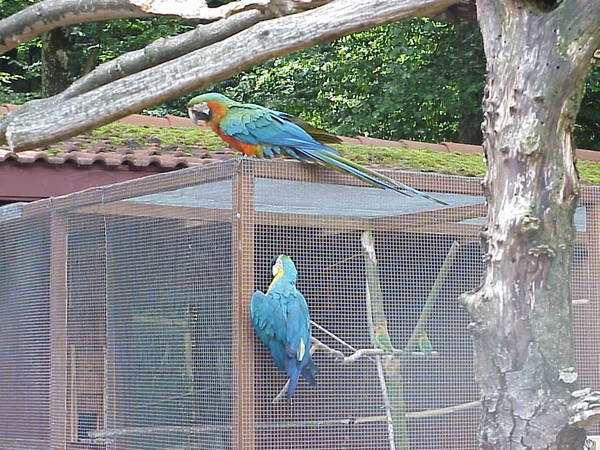bird01.jpg