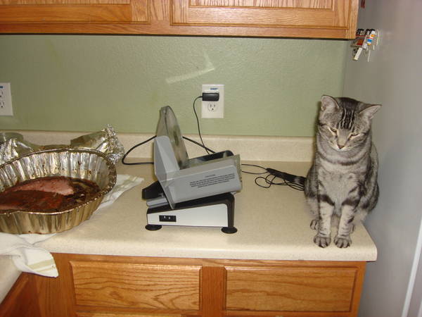 brisket_and_cat_1.JPG