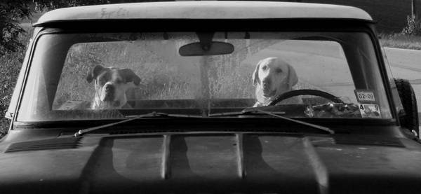 driving_dogs_bw.jpg