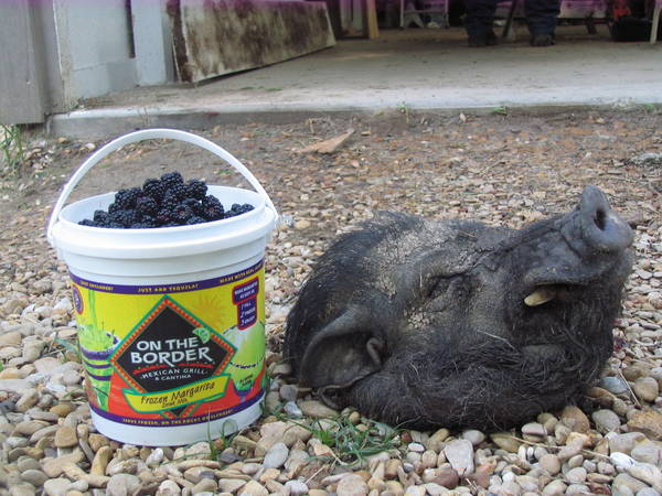 hog_001.jpg