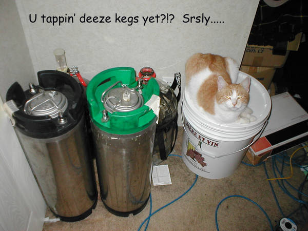 kegkat.jpg