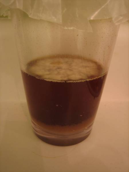 wild_yeast_captured_-day4.jpg