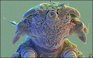 tardigrade-324x205.jpg