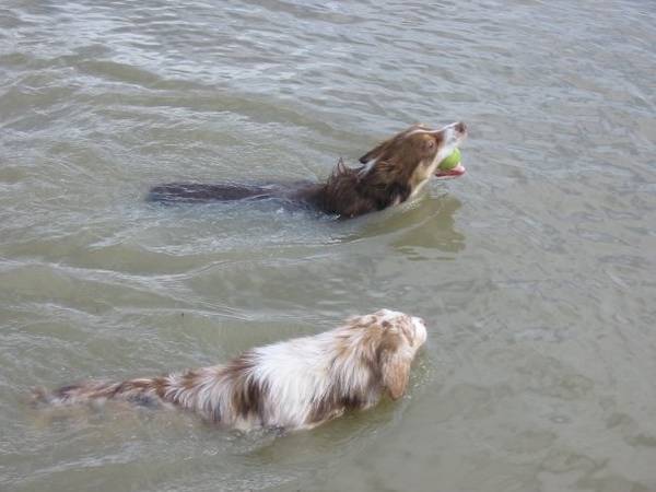 otter_and_fisher_at_pond.jpg