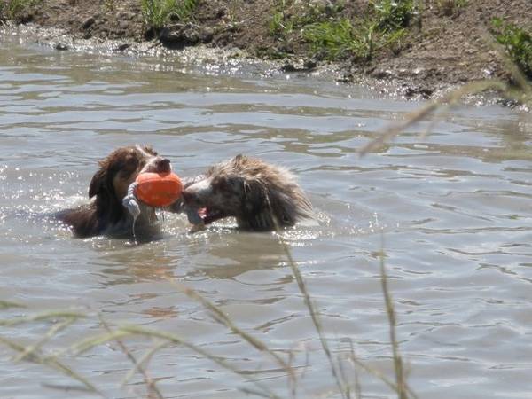 otter_and_fisher_in_the_pond.jpg