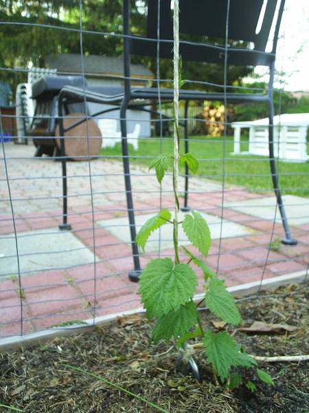 2008_Hops_NBrew3.jpg