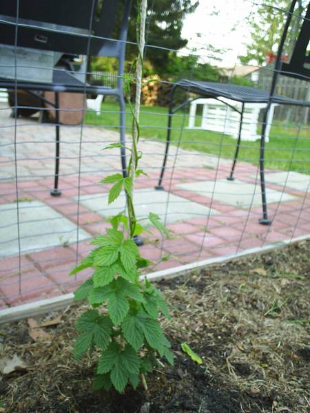 2008_Hops_Nugget4.jpg
