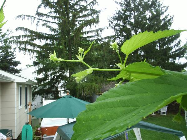 Hops_Nugget_Cones2_2008.jpg